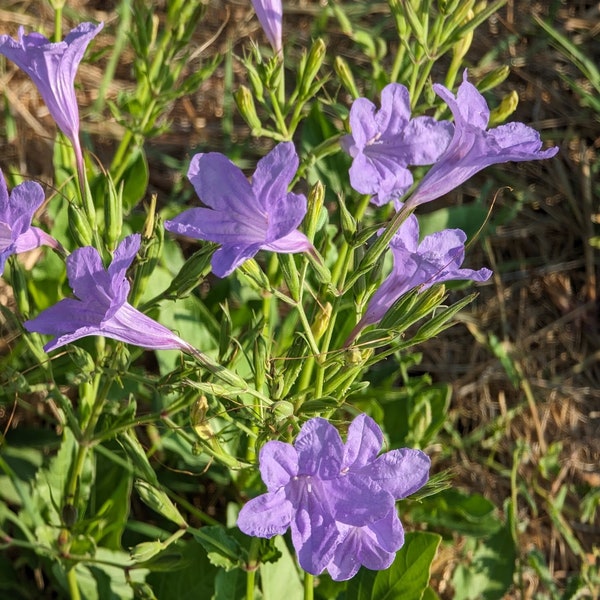 Common Wild Petunia Texas Wildflower seeds, Ruellia nudiflora. Butterfly host plant. Packet of 20+ seeds.  FREE SHIPPING