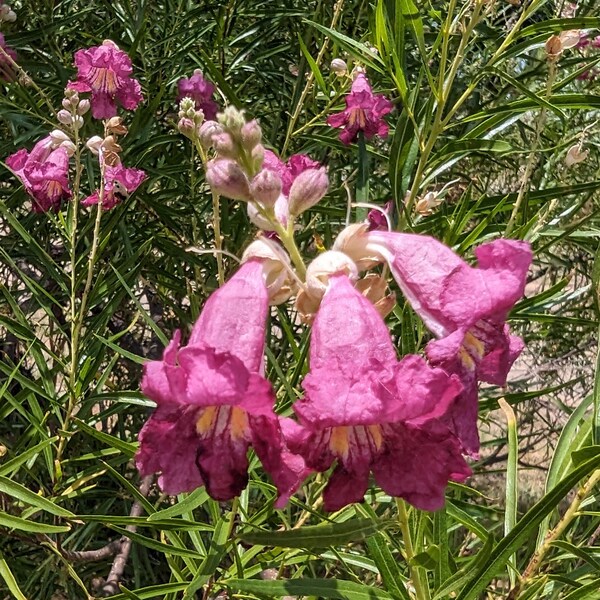 Desert Willow seeds, Chilopsis linearis.  Native Texas Wildflower. Packet of 30+ seeds.  FREE SHIPPING