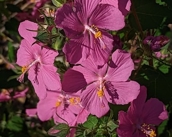 Texas Rock Rose Wildflower seeds, Pavonia lasiopetala. Packet of 50+ seeds.  FREE SHIPPING