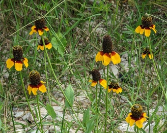 Clasping-leaf Coneflower Texas Wildflower seeds, Dracopis amplexicaulis. Packet of 50+ seeds.  FREE SHIPPING