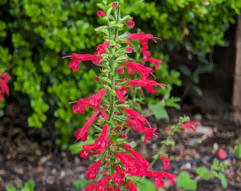 Cedar Sage RARE Texas Wildflower seeds, Salvia Roemeriana. Packet of 15+ seeds. FREE SHIPPING