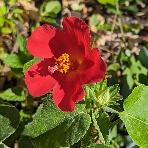 Heart leaf Hibiscus RARE Texas Wildflower seeds, Hibiscus martianus . Butterfly host plant. Packet of 12+ seeds.  FREE SHIPPING