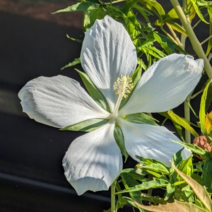 White Texas Star Hibiscus Wildflower seeds, Hibiscus coccineus alba. Butterfly & Moth host plant. Packet of 20+ Organic seeds. FREE SHIPPING