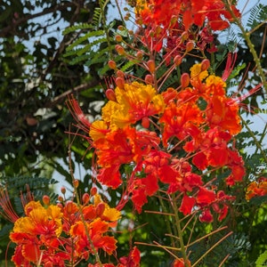 Pride of Barbados Garden Flower seeds, Caesalpinia pulcherrima. Packet of 12+ seeds.  FREE SHIPPING