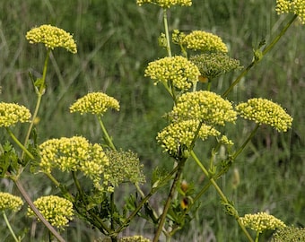 Texas Parsley Wildflower seeds, Polytaenia texana. Butterfly host plant. Packet of 25+ Organic seeds.  FREE SHIPPING