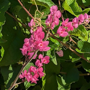 Coral Vine Garden Flower seeds, Antigonon leptopus. Climbing flowering vine. Packet of 10+ seeds.  FREE SHIPPING