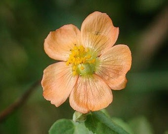 Indian Mallow Texas Wildflower seeds, Abutilon incanum. Butterfly host plant. Packet of 15+ seeds.  FREE SHIPPING