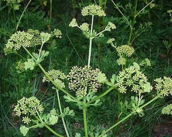 Texas Parsley Wildflower seeds, Polytaenia texana. Butterfly host plant. Packet of 25+ seeds.  FREE SHIPPING