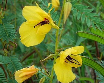 Partridge Pea Texas Wildflower seeds, Cassia fasciculata. Packet of 30+ seeds.  FREE SHIPPING