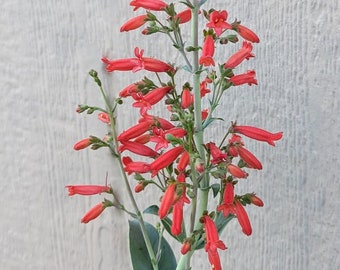 Big Bend Beardtongue RARE Texas Wildflower seeds, Penstemon havardii. Packet of 25+ seeds. FREE SHIPPING