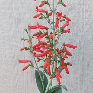 Big Bend Beardtongue RARE Texas Wildflower seeds, Penstemon havardii. Packet of 50+ Organic seeds. FREE SHIPPING