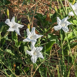 White Wild Petunia Texas Wildflower seeds, Ruellia nudiflora var. Metzae. Butterfly host plant. Packet of 10 seeds. FREE SHIPPING image 1