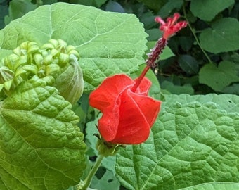 Turk's Cap Texas Wildflower seeds, Malvaviscus Drummondii. Butterfly host plant. Packet of 12+ seeds.  FREE SHIPPING