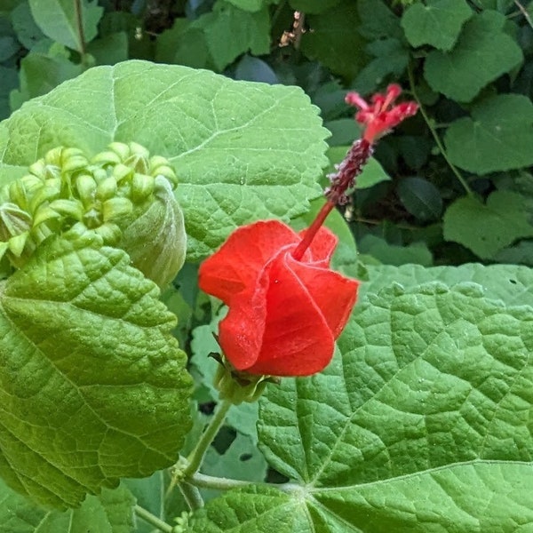 Turk's Cap Texas Wildflower seeds, Malvaviscus Drummondii. Butterfly host plant. Packet of 15+ Organic seeds.  FREE SHIPPING