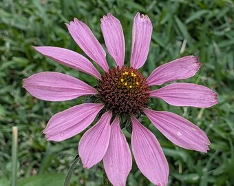 Purple Coneflower Texas Wildflower Seeds, Echinacea purpurea. Packet of 50+ Organic seeds.  FREE SHIPPING