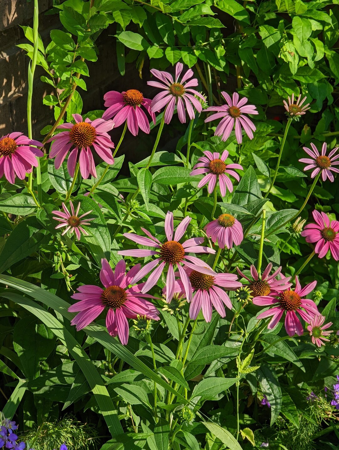 Purple Coneflower Texas Wildflower Seeds, Echinacea Purpurea. Packet of