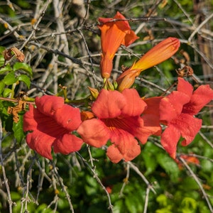 Trumpet Creeper Texas Wildflower seeds, Campsis radicans . Moth host plant. Packet of 50+ Organic seeds.  FREE SHIPPING