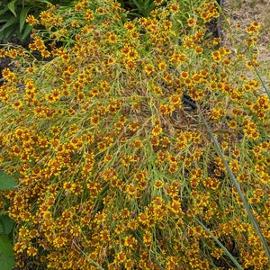 May include: A large bush of yellow flowers with red centers. The flowers are in bloom and are growing in a garden.