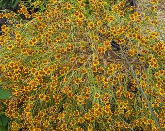 Sneezeweed Texas Wildflower seeds, Helenium quadridentatum. Packet of 100+ Organic seeds. FREE SHIPPING