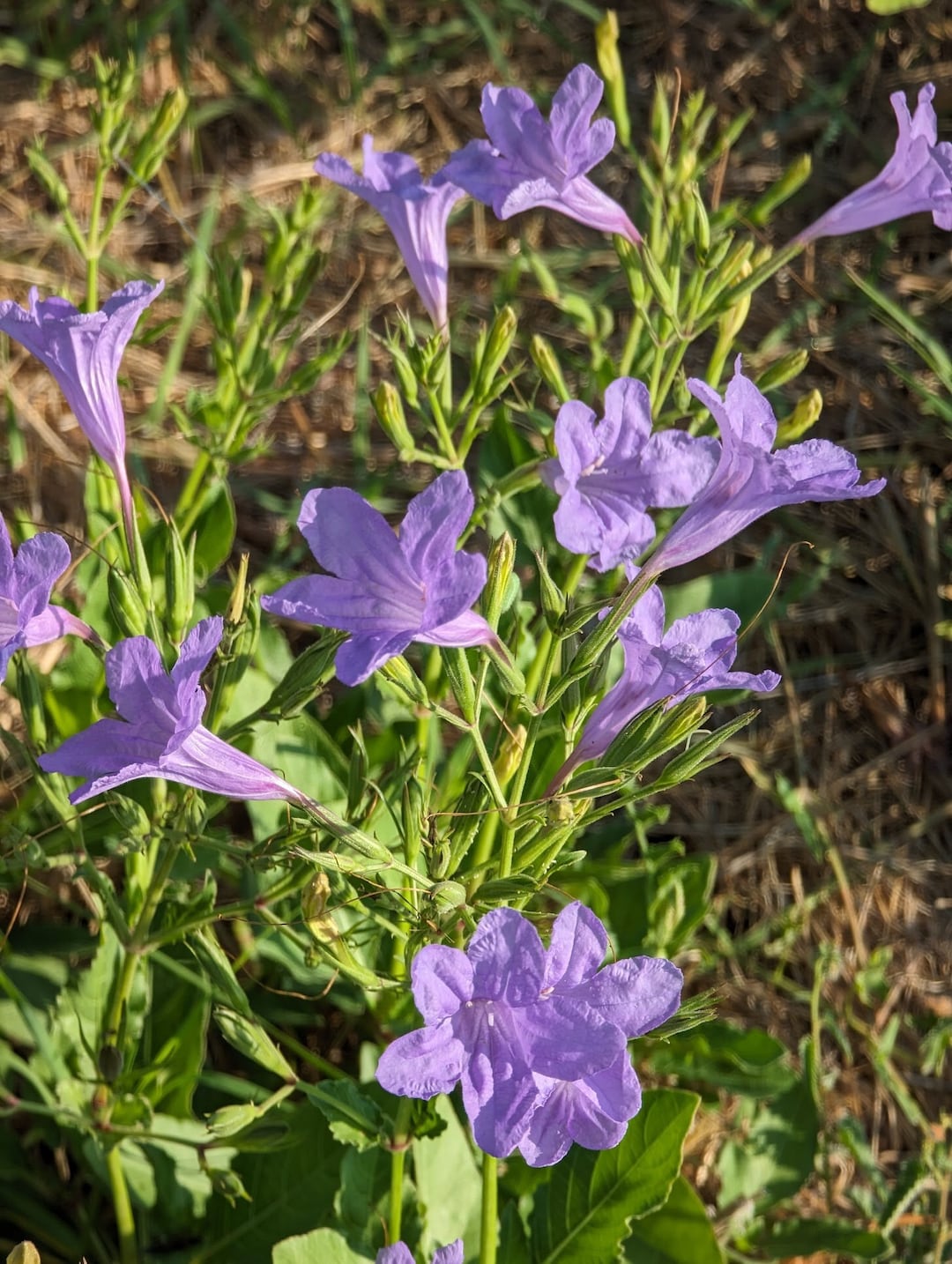 Common Wild Petunia Texas Wildflower Seeds, Ruellia Nudiflora
