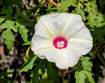 Alamo Vine Texas Wildflower seeds, Merremia dissecta. For trellis, arbor, fence. Packet of 20 Organic seeds.  FREE SHIPPING