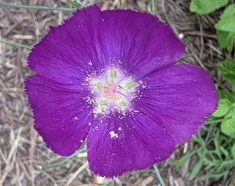 Standing Winecup Texas Native Wildflower seeds, Callirhoe pedata.  Packet of 20 Organic seeds. FREE Shipping