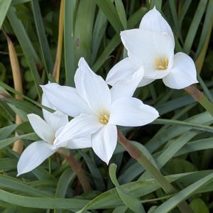 Rain Lily Wildflower seeds, Cooperia pedunculata. Packet of 30+ Organic seeds.  FREE SHIPPING.