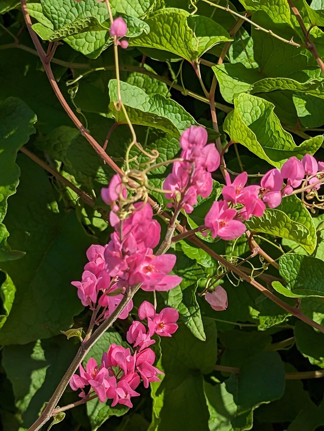 Rufino Osorio: Antigonon leptopus – Coral Vine