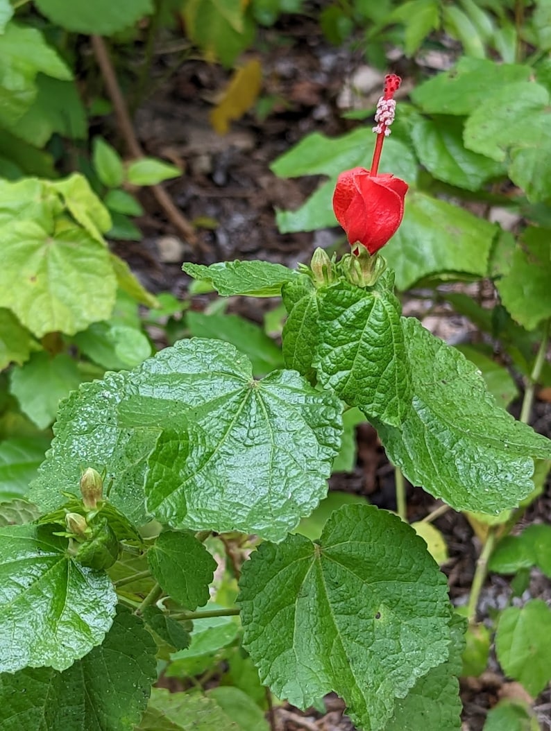 Turk's Cap Turk's Cap Texas Wildflower Seeds, Malvaviscus Drummondii. Butterfly ...