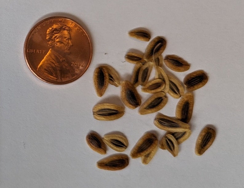 Texas Parsley Wildflower Seeds, Polytaenia Texana. Butterfly Host Plant