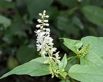 Pigeon-Berry Texas Wildflower Seeds, Rivina humilis. Butterfly host plant, shade loving. Packet of 25+ Organic seeds.  FREE SHIPPING