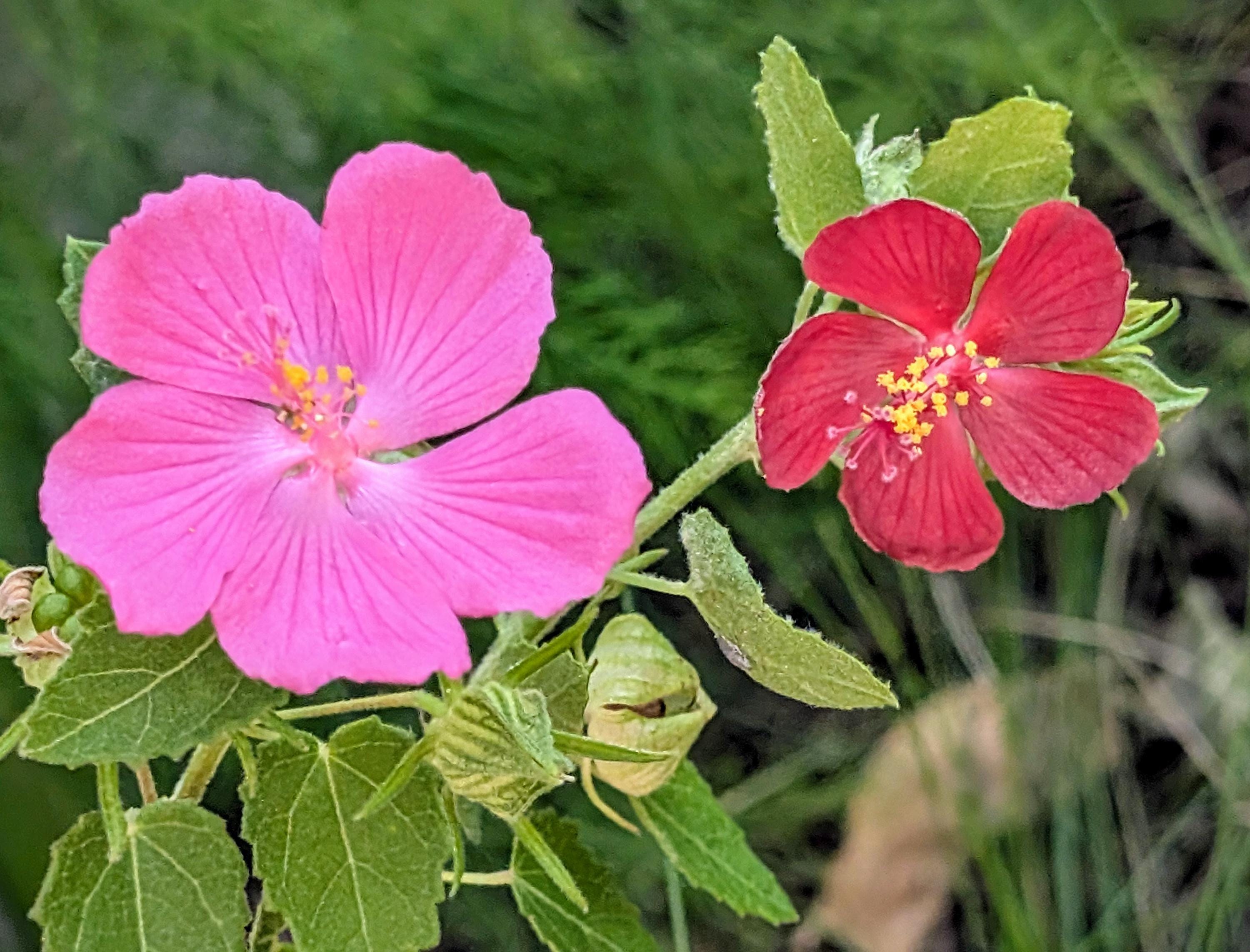 Red Roses Texas RED Texas Rock Rose Wildflower Seeds, Pavonia Lasiopetala. Packet of 15 ...