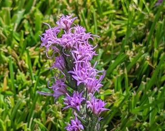Texas Blazing Star Wildflower seeds, Liatris mucronata. Packet of 25+ organic non-GMO seeds.  FREE SHIPPING
