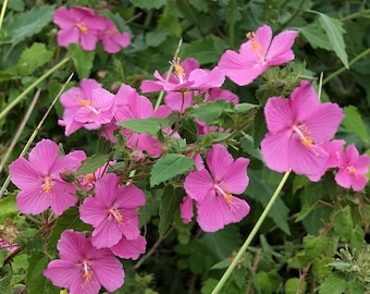 Texas Rock Rose Wildflower seeds, Pavonia lasiopetala. Packet of 50 Organic seeds.  FREE SHIPPING