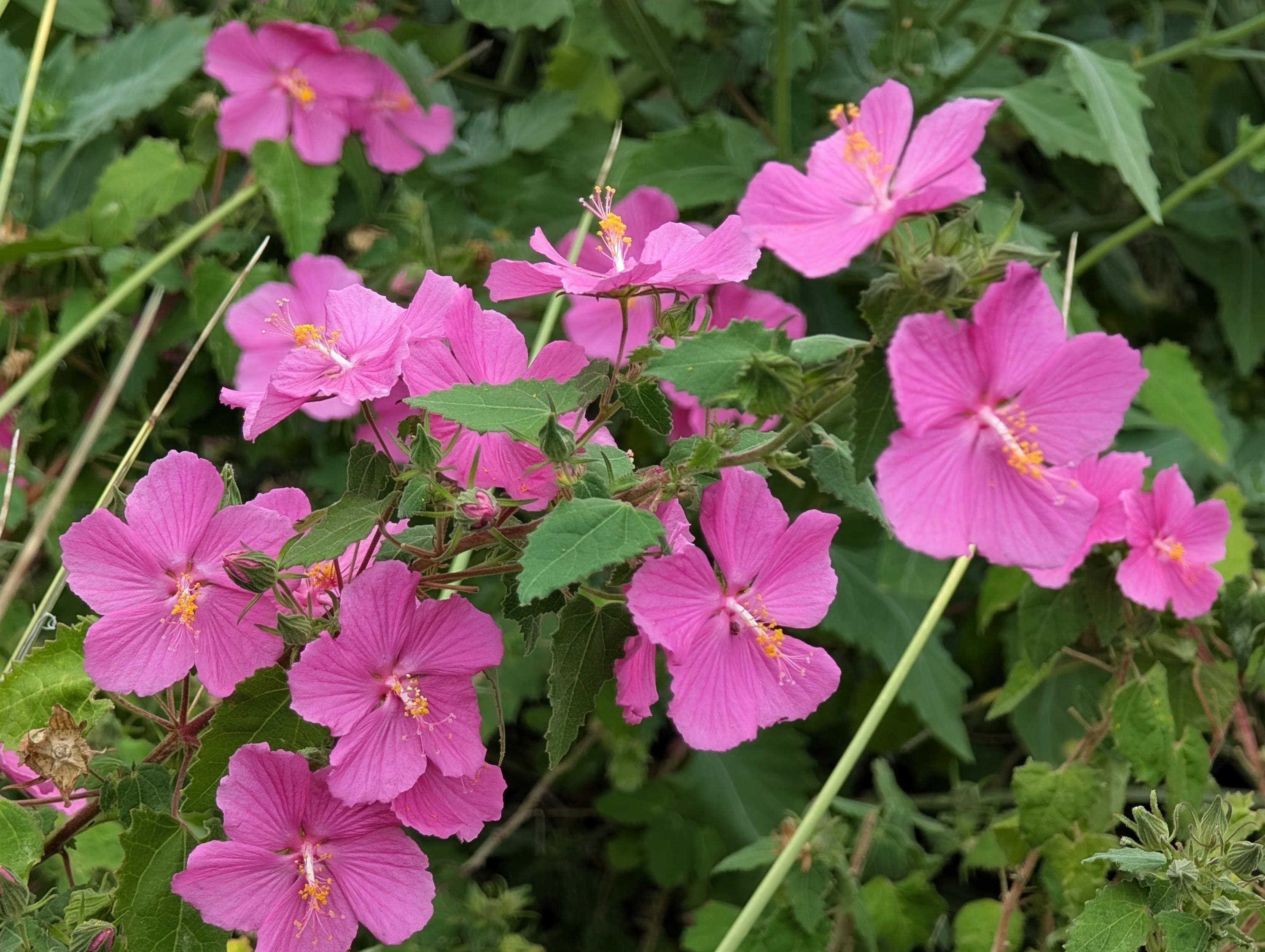 Texas Rock Rose Wildflower Seeds, Pavonia Lasiopetala. Packet of
