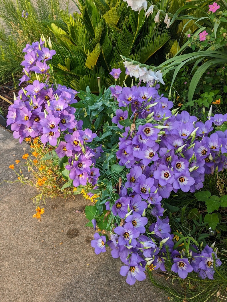 Texas Bluebell Wildflower Seeds, Eustoma Grandiflorum. Packet of 500