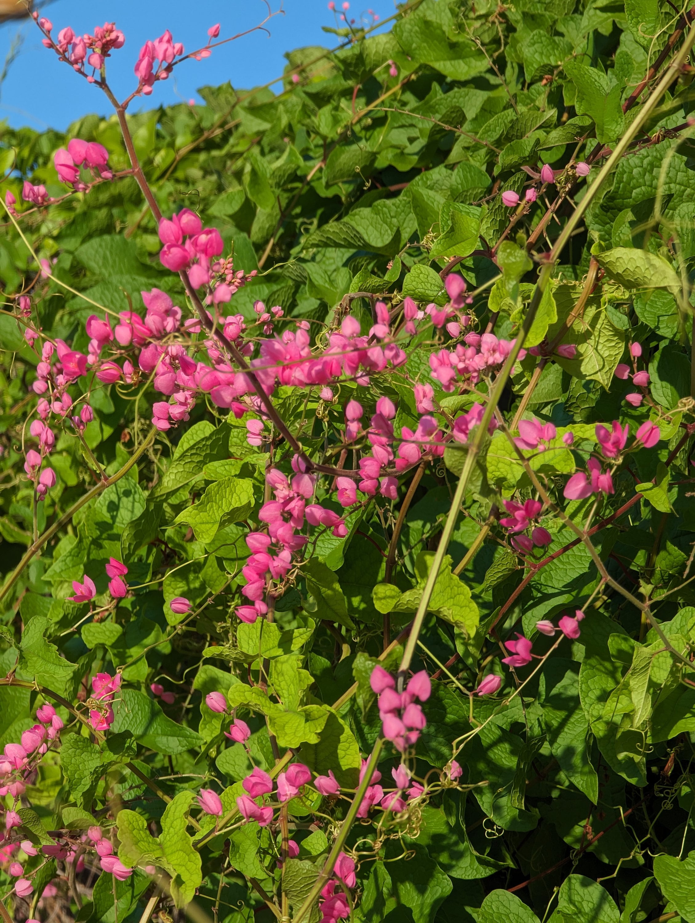 Antigonon Leptopus Es Una Especie De Enredadera Perenne De La Familia De Los Gm1480038242 507834256