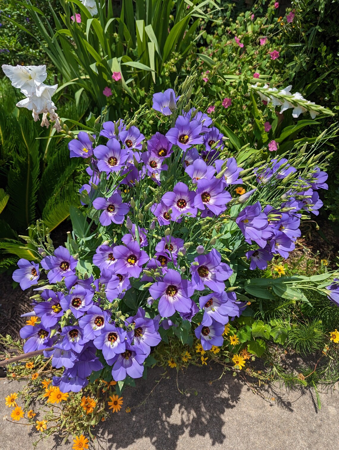 Texas Bluebell Wildflower Seeds, Eustoma Grandiflorum. Packet of 500