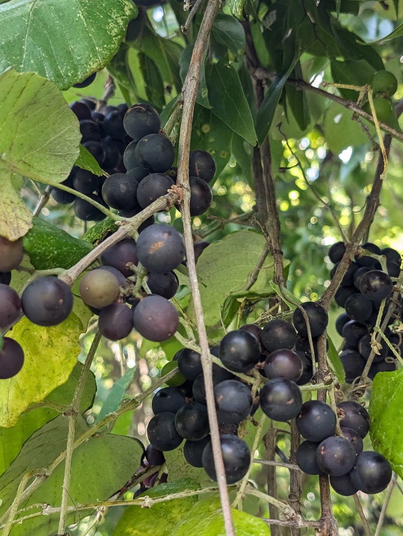 Mustang Grape Seeds, Vitis Mustangensis. Texas Native Perennial. Packet