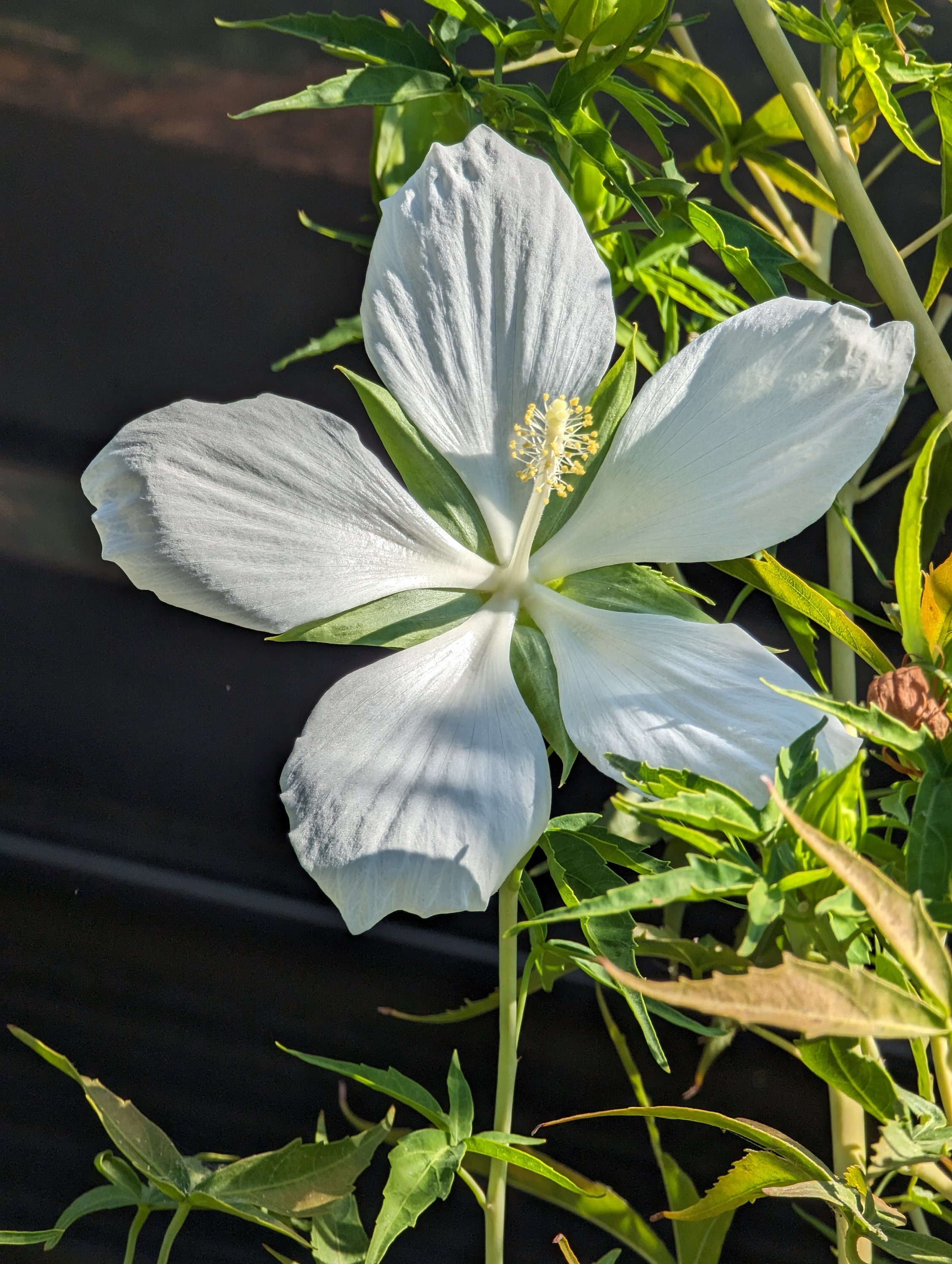 White Texas Star Hibiscus Wildflower Seeds Hibiscus Coccineus Etsy