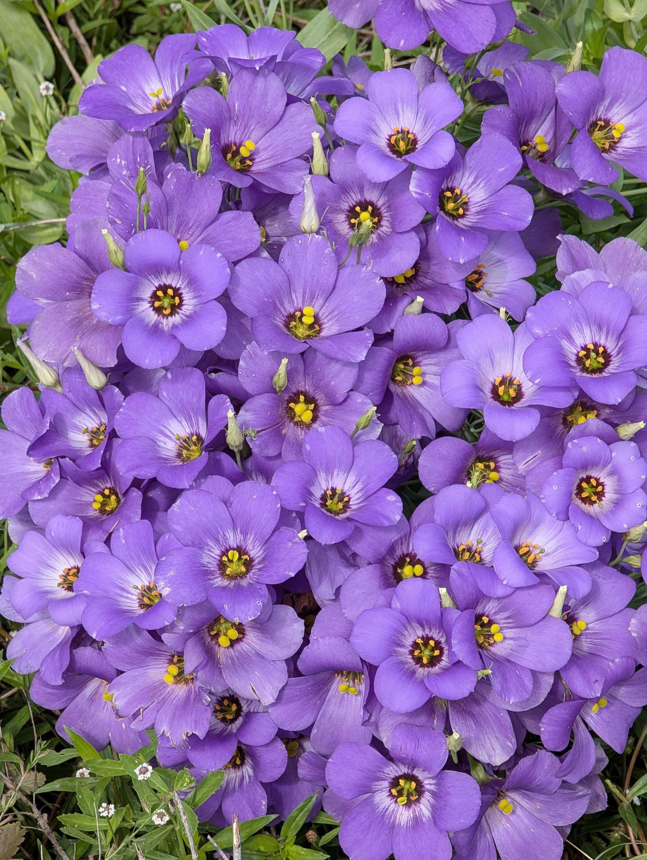 Texas Bluebell Wildflower Seeds, Eustoma Grandiflorum. Packet of 500
