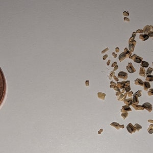 May include: A close-up of a pile of small, light brown, irregularly shaped pieces of material, likely bone fragments, scattered on a white surface. A US penny coin is included for scale.