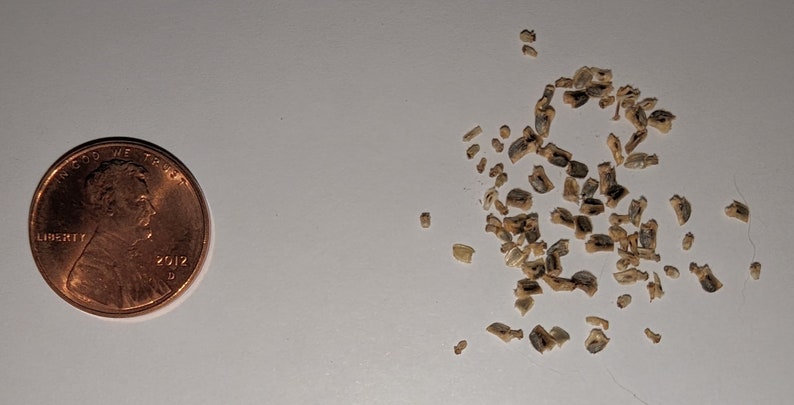 May include: A close-up of a pile of small, light brown, irregularly shaped pieces of material, likely bone fragments, scattered on a white surface. A US penny coin is included for scale.