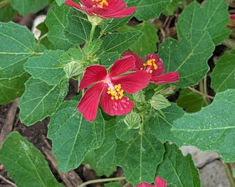 RED Texas Rock Rose Wildflower seeds, Pavonia lasiopetala. Packet of 15 Organic seeds.  FREE SHIPPING