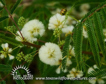 Prairie Mimosa Texas Wildflower seeds, Desmanthus illinoensis. Packet of 30+ Organic seeds.  FREE SHIPPING