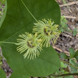 Yellow Passionflower RARE Texas Wildflower Seeds, Passiflora lutea. Butterfly host plant. Packet of 12+ Organic seeds.  FREE SHIPPING
