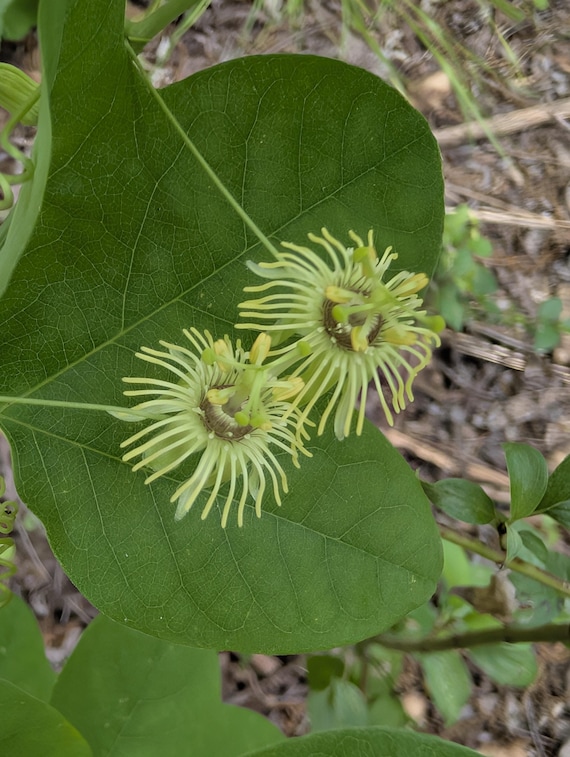 Yellow Passionflower RARE Texas Wildflower Seeds, Passiflora lutea. Butterfly host plant. Packet of 12+ Organic seeds.  FREE SHIPPING