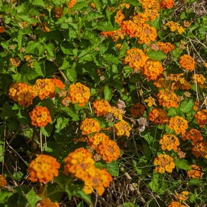 Texas Lantana Wildflower seeds, Lantana urticoides. Packet of 12+ Organic seeds. FREE SHIPPING