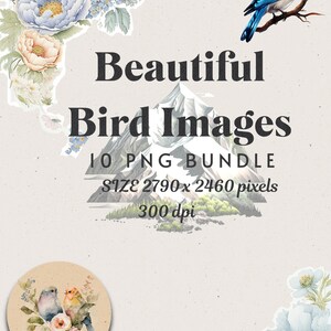 Imágenes digitales Imágenes prediseñadas de pájaros de belleza natural, 300 ppp, adorables, ideales para usar como regalos. ¡Te encantará este paquete PNG!