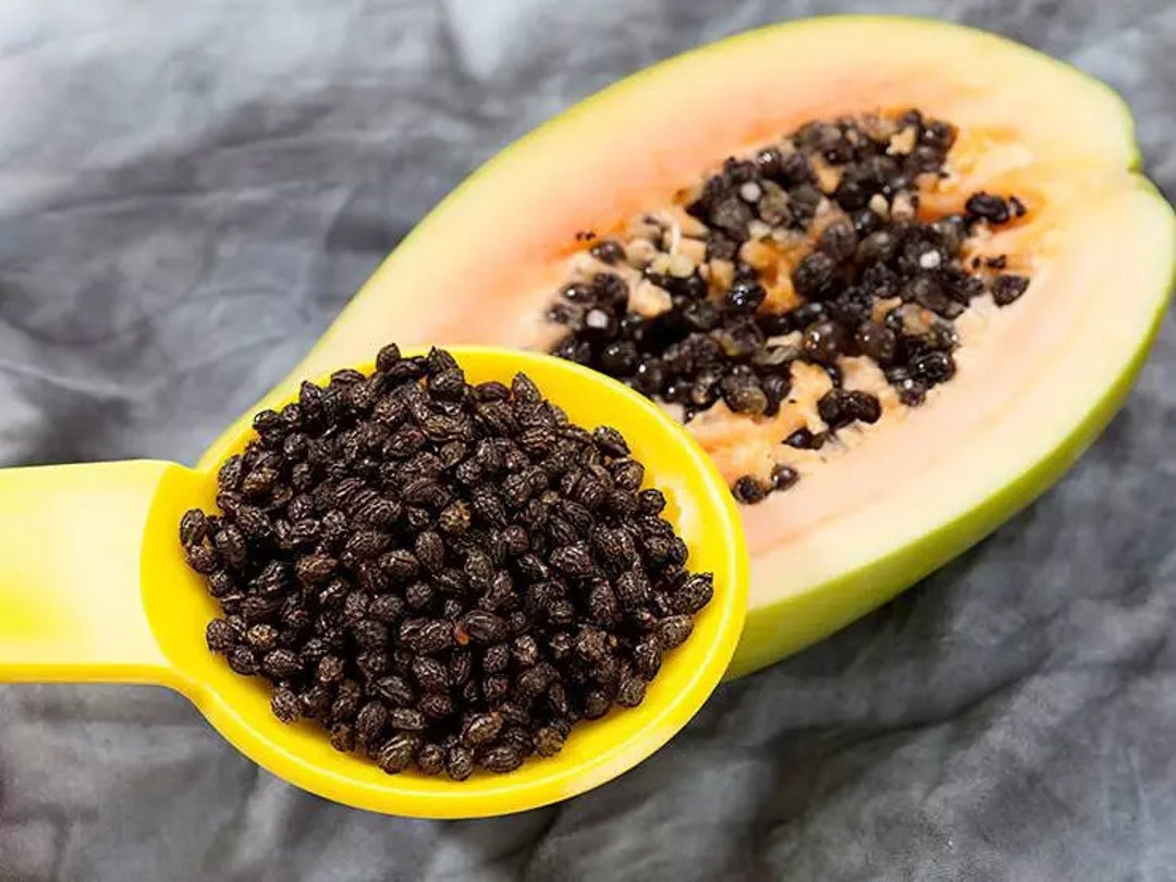 Dried Papaya Seeds Papita Beej Raw Herbs Seeds Papaya Etsy